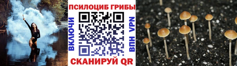 магазин продажи Весьегонск Галлюциногенные грибы Magic Shrooms